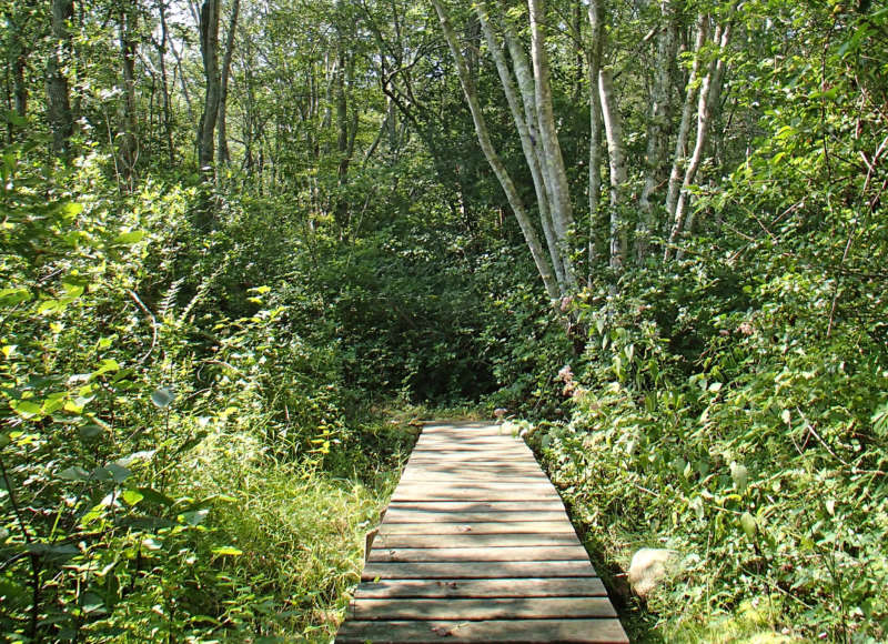 boardwalk trail through the woods at Smith Farm in Dartmouth