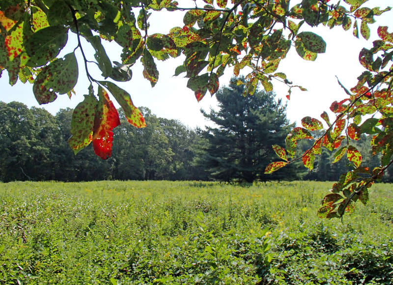 tall pine tree in a meadow at Smith Farm in Dartmouth