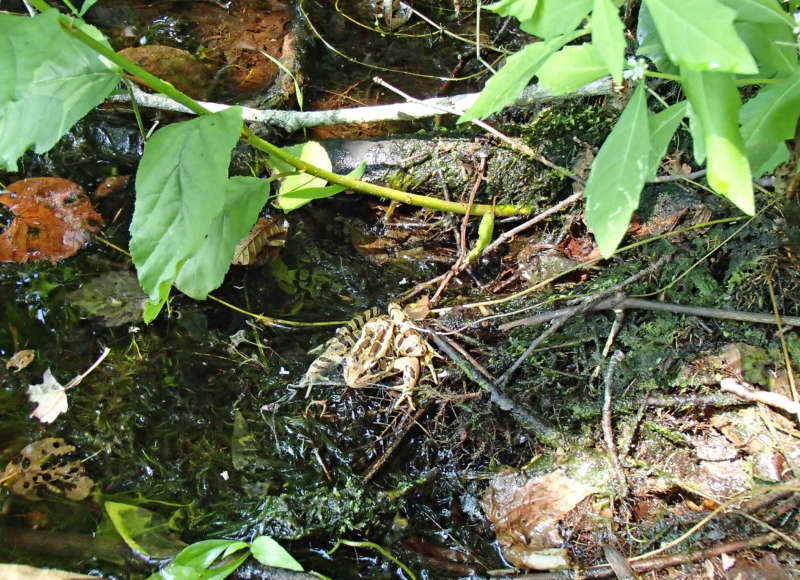 pickerel frog in a swamp at Smith Farm in Dartmouth