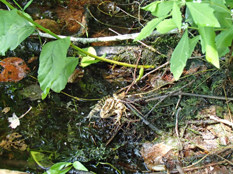 pickerel frog in a swamp at Smith Farm in Dartmouth