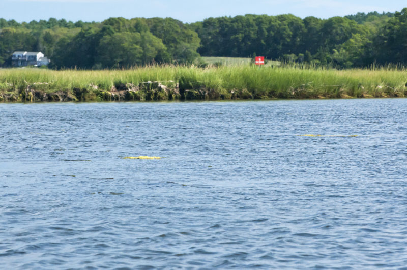 algae mats floating on the surface of the Westport River