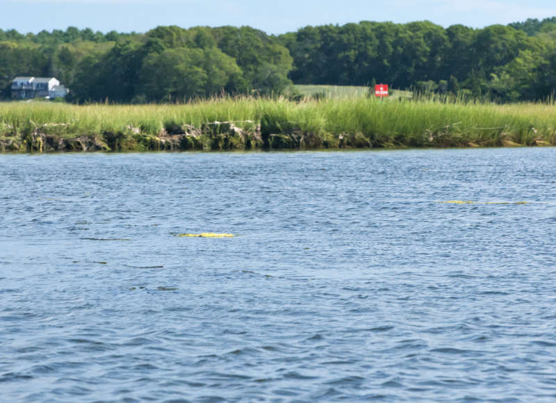 algae mats floating on the surface of the upper East Branch of the Westport River