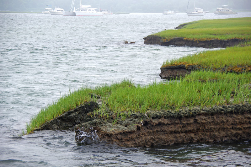 collapsing salt marsh in the Westport River