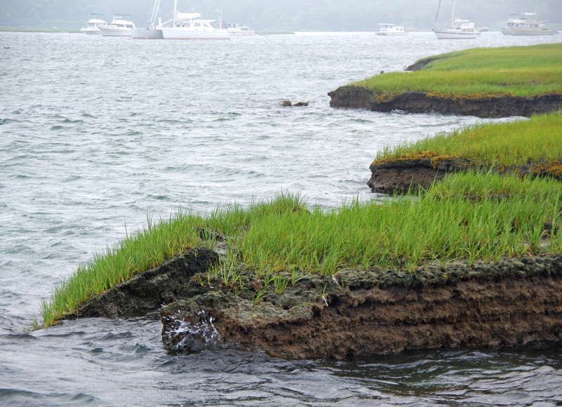 collapsing salt marsh in the Westport River