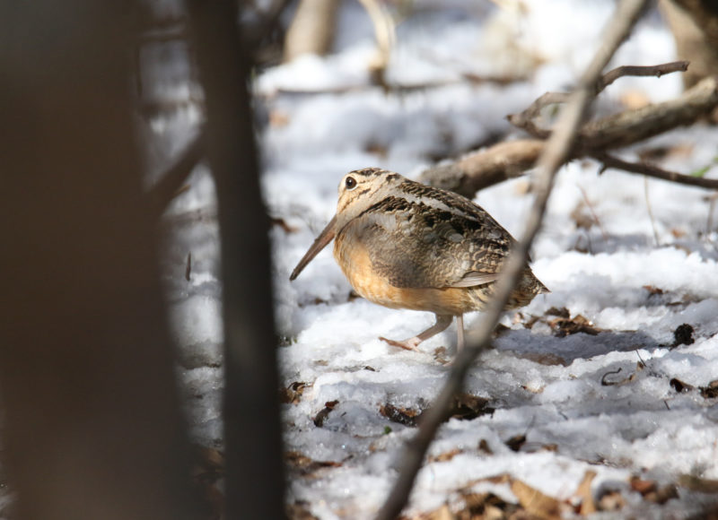 American woodcock in snow