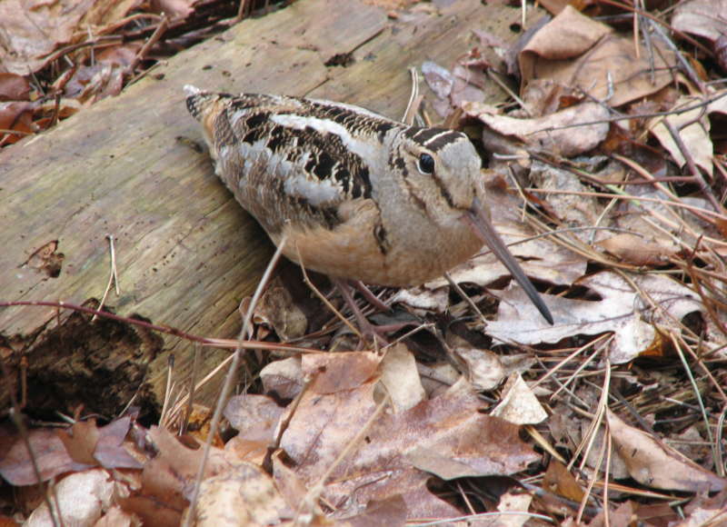American woodcock next to a fallen log