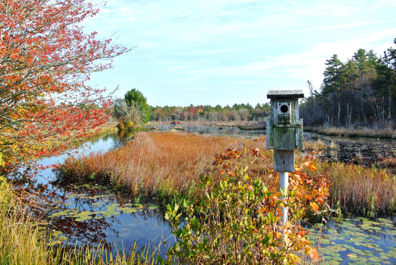 bird box next to a cranberry bog in autumn at White Eagle in Marion