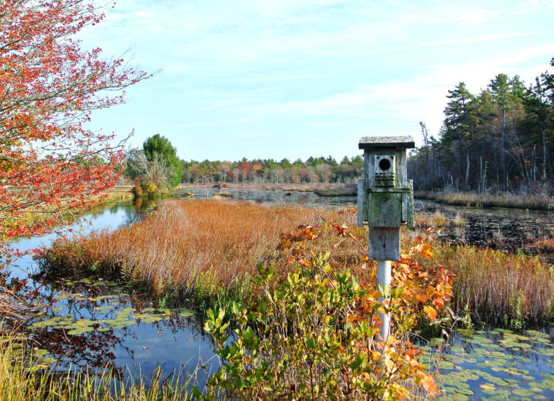 bird box next to a cranberry bog in autumn at White Eagle in Marion