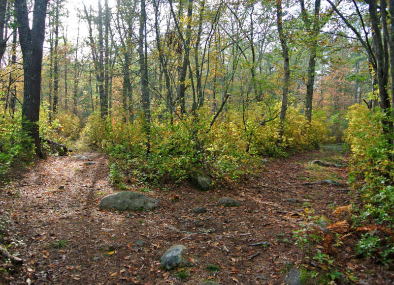 trail through the forest at Aucoot Woods White Eagle Parcel in Marion