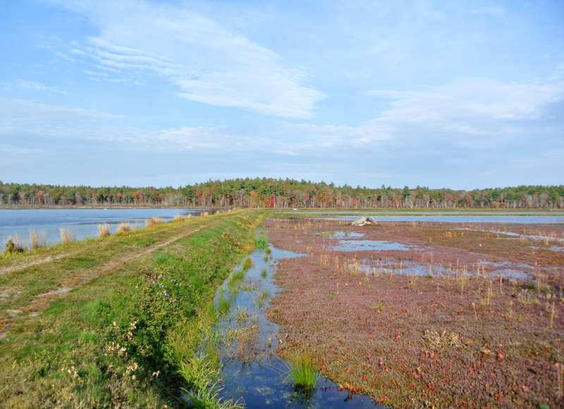 cranberry bogs at White Eagle in Marion