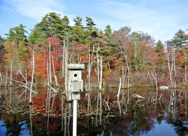 bird box next to a cranberry bog in autumn at White Eagle in Marion