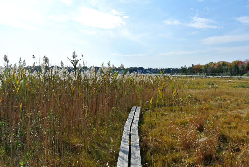 boardwalk leading to marsh at Howland Marsh in Marion