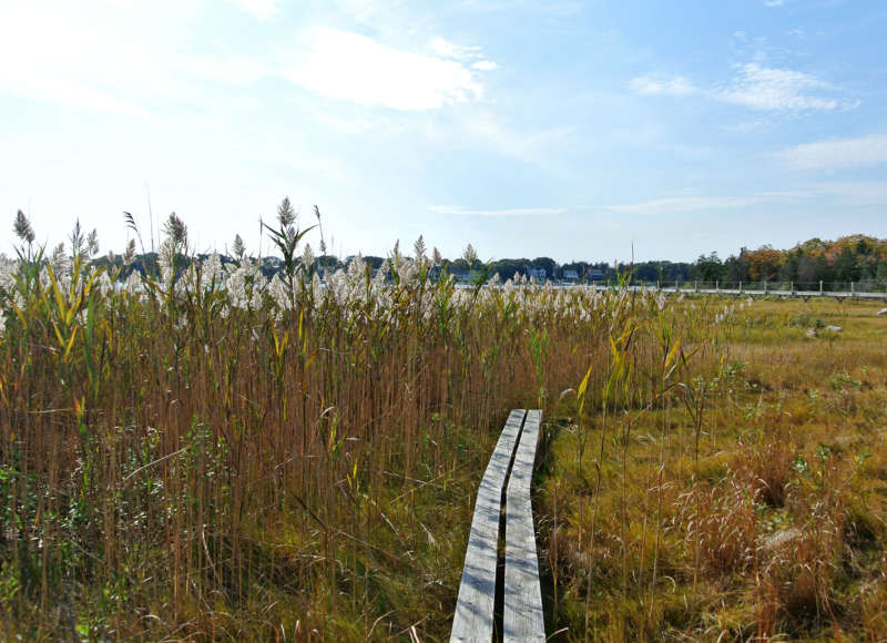 boardwalk leading to marsh at Howland Marsh in Marion