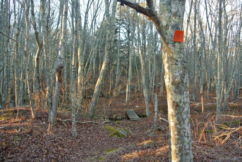 trail through the woods at McBratney Reserve in Dartmouth