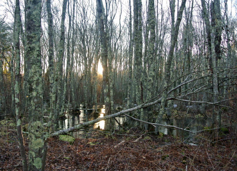 red maple swamp in winter at McBratney Reserve in Dartmouth