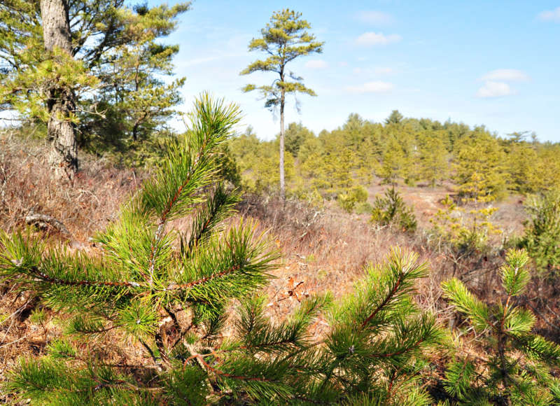 pine barrens at Myles Standish State Forest in Plymouth