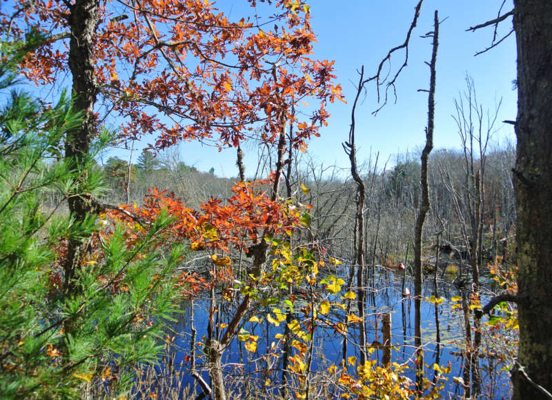 Benson Brook in autumn from trail at the Radio Tower Parcel in Marion