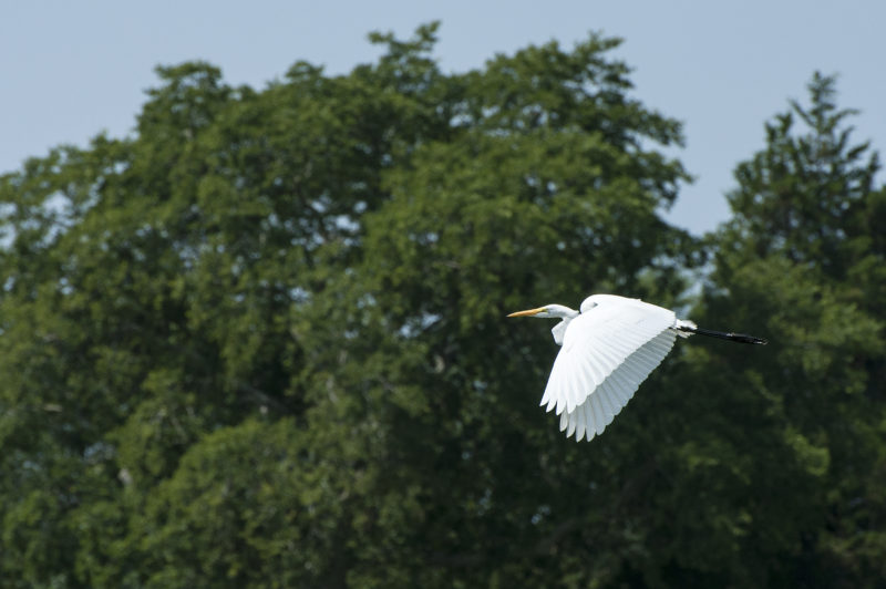 great egret flying above Eel Pond in Mattapoisett