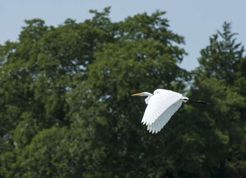 great egret flying above Eel Pond in Mattapoisett