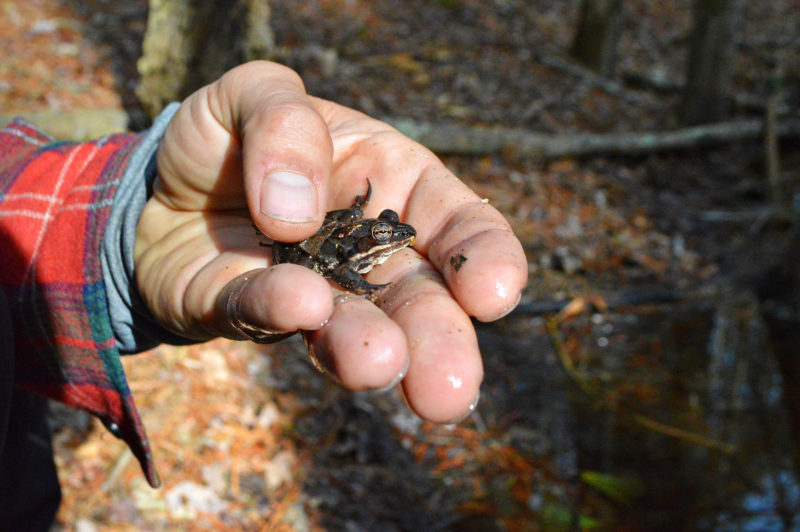 a man's hand holding a small frog in the Southeastern Massachusetts Bioreserve