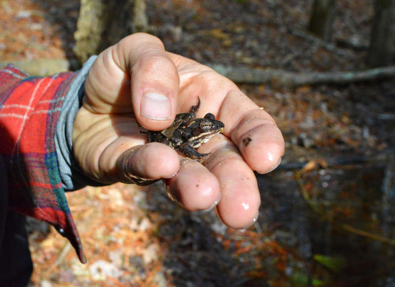 a man's hand holding a small frog in the Southeastern Massachusetts Bioreserve
