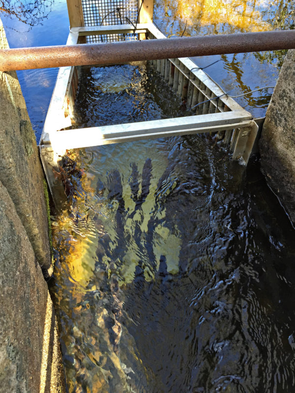 river herring swimming up Agawam River fish ladder in Wareham, Massachusetts