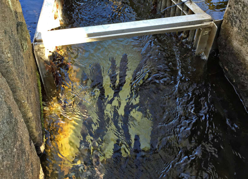 river herring swimming up Agawam River fish ladder in Wareham, Massachusetts