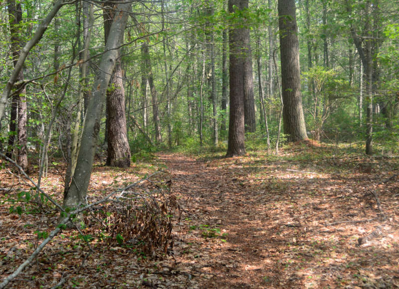 trail through the woods at Howland Reserve in Dartmouth