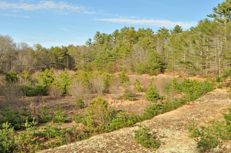 protected forest and cranberry bogs near the Weweantic River in Wareham