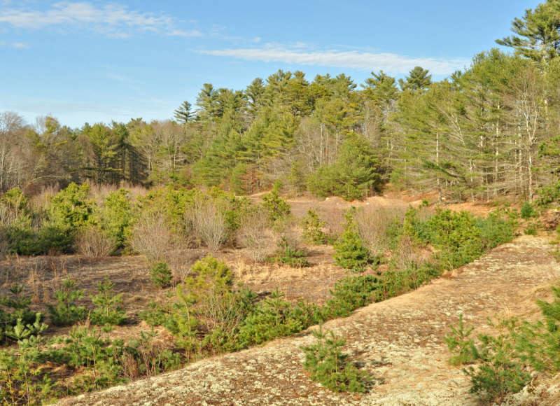 protected forest and cranberry bogs near the Weweantic River in Wareham
