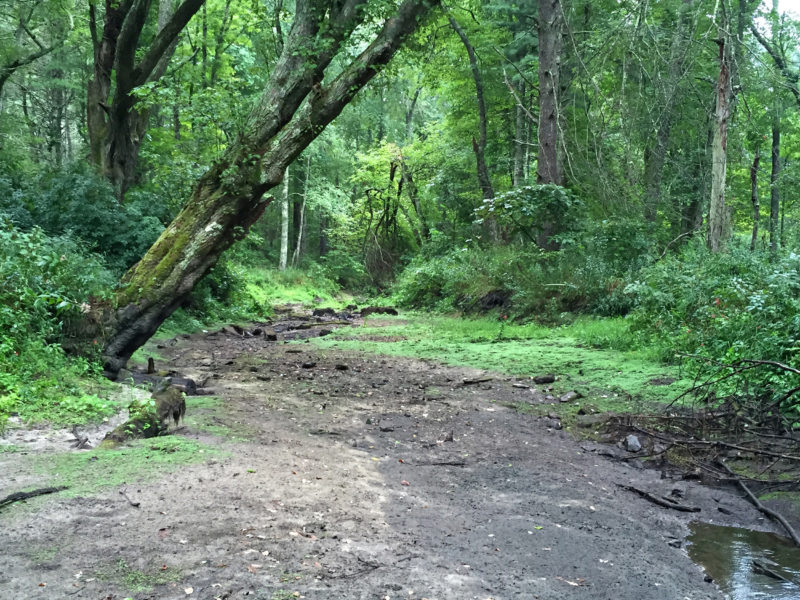 dry Mattapoisett River in summer 2016