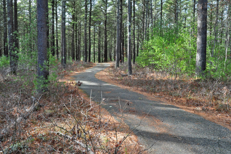 paved bike path in Myles Standish State Forest