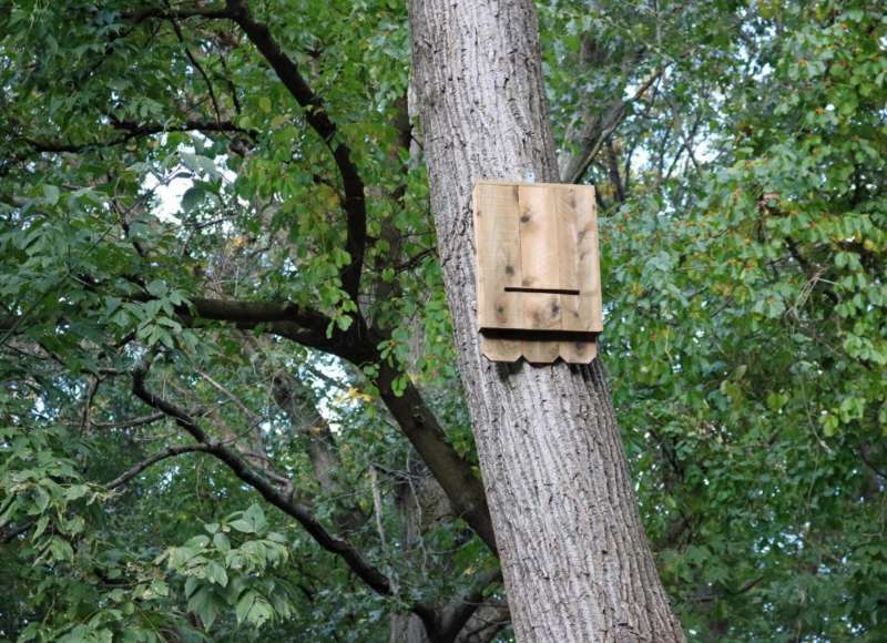bat house on a tree in the woods
