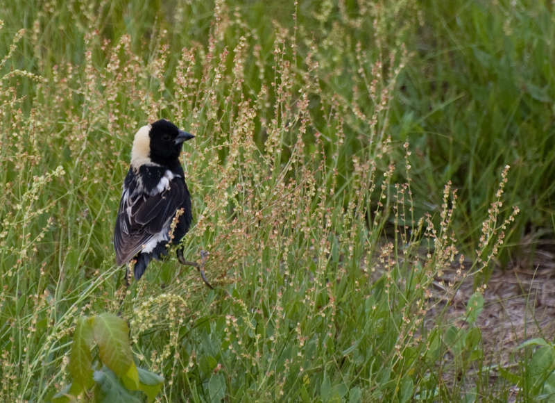 male bobolink