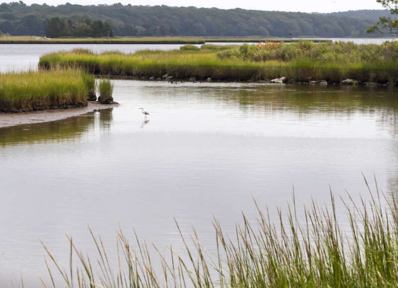 great egret wading in the West Branch of the Westport River