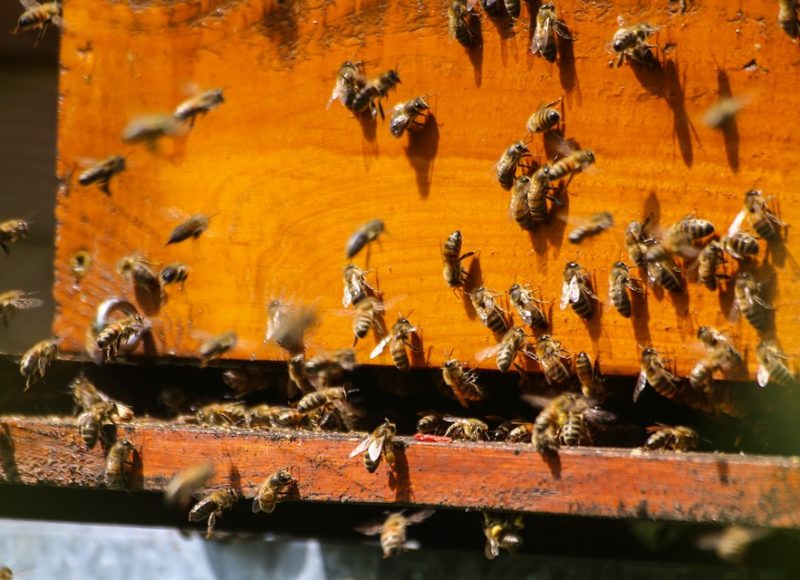 Bees on a hive