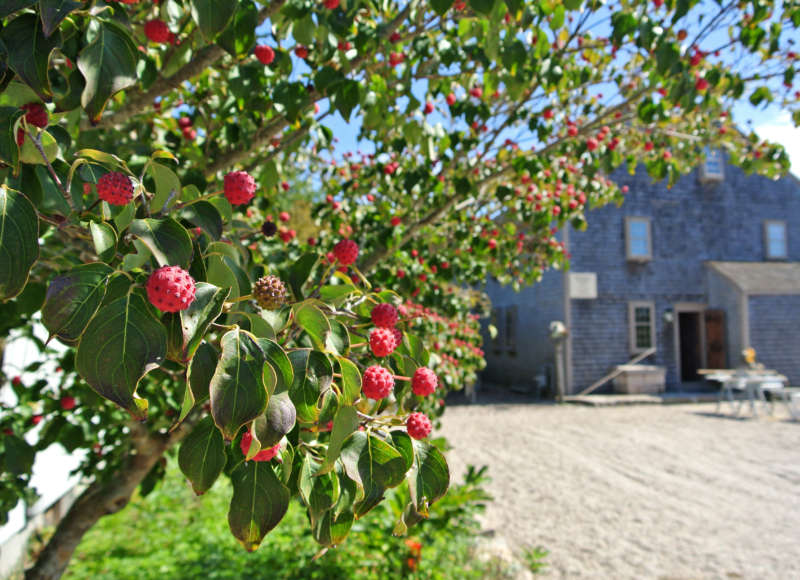 dogwood tree at Bourne Farm in Falmouth