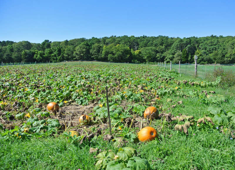 pumpkin patch at Bourne Farm in Falmouth