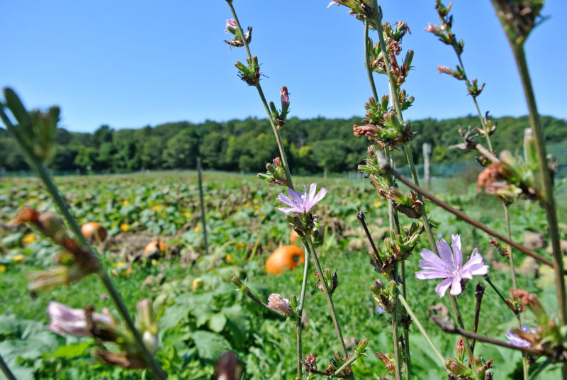 wildflowers growing next to pumpkin patch at Bourne Farm in Falmouth