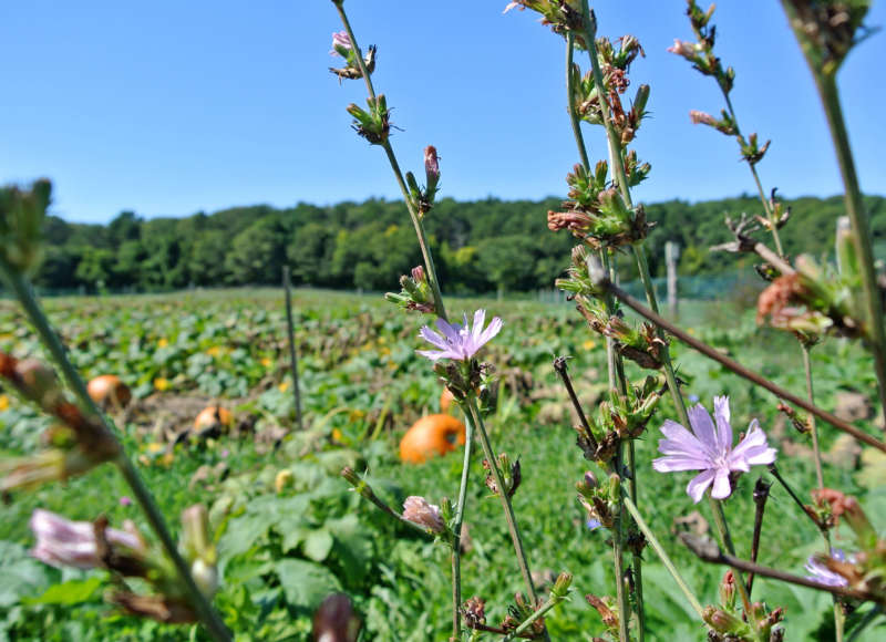 wildflowers growing next to pumpkin patch at Bourne Farm in Falmouth