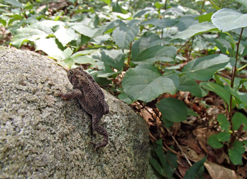toad on a rock in the woods at Star of the Sea Reserve in Dartmouth