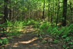 ferns growing along the trail at Tinkhamtown Woodlands in Mattapoisett