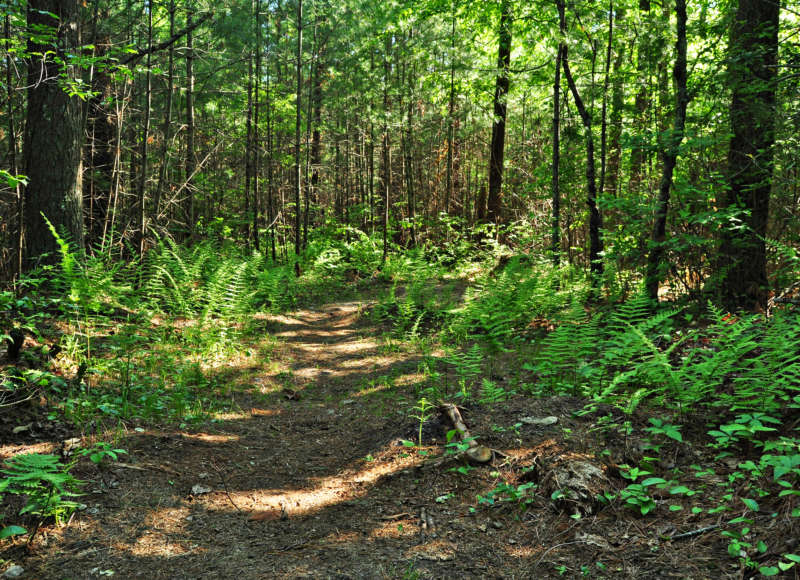 ferns growing along the trail at Tinkhamtown Woodlands in Mattapoisett