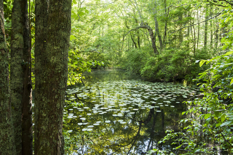 vernal pool at the Woodcock Preserve in Mattapoisett