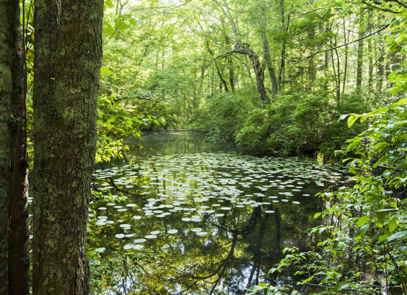 vernal pool at the Woodcock Preserve in Mattapoisett