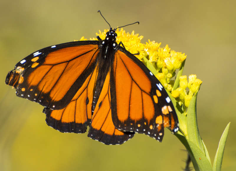 monarch butterfly on a goldenrod plant at Salters Pond in Dartmouth