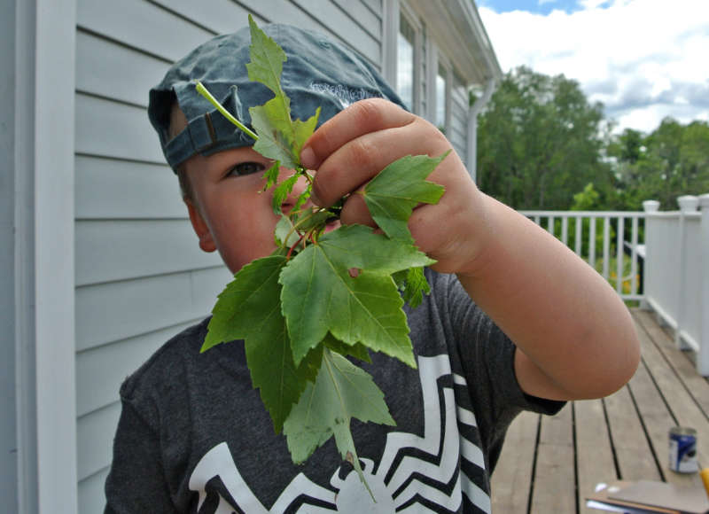 boy holding up maple leaves at The Sawmill