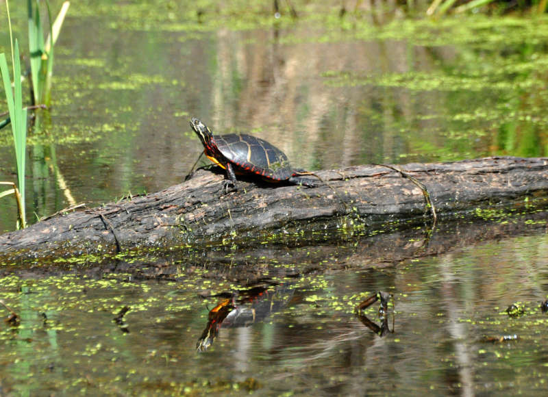 turtle on a log at The Sawmill