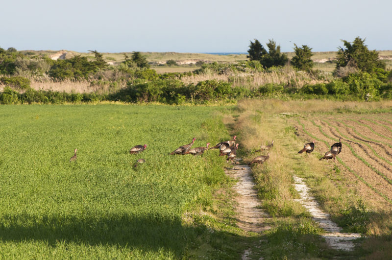 wild turkeys in field at Ocean View Farm in Dartmouth