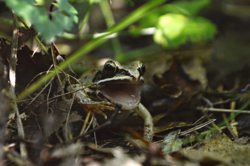 frog at the Kirby Preserve in Rochester